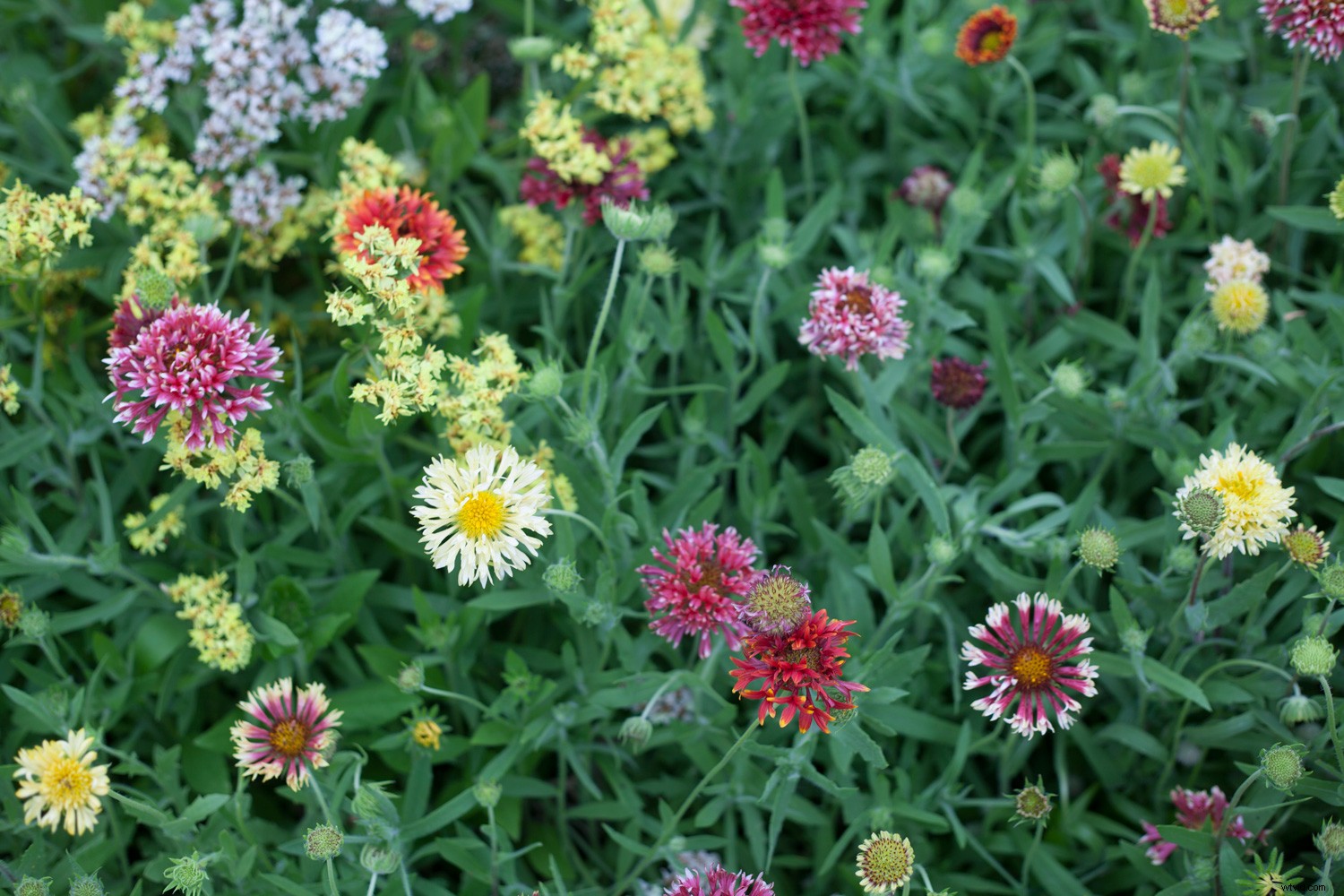 Create Authentic Toy Camera Effects in Photoshop: Step-by-Step Guide