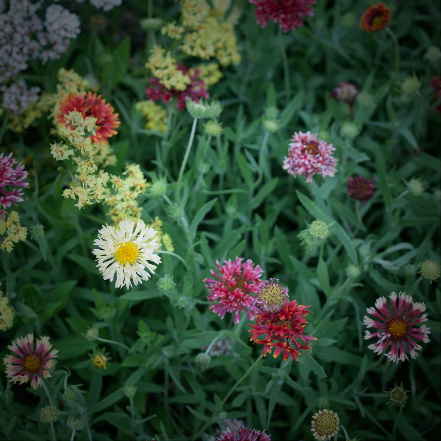 Create Authentic Toy Camera Effects in Photoshop: Step-by-Step Guide