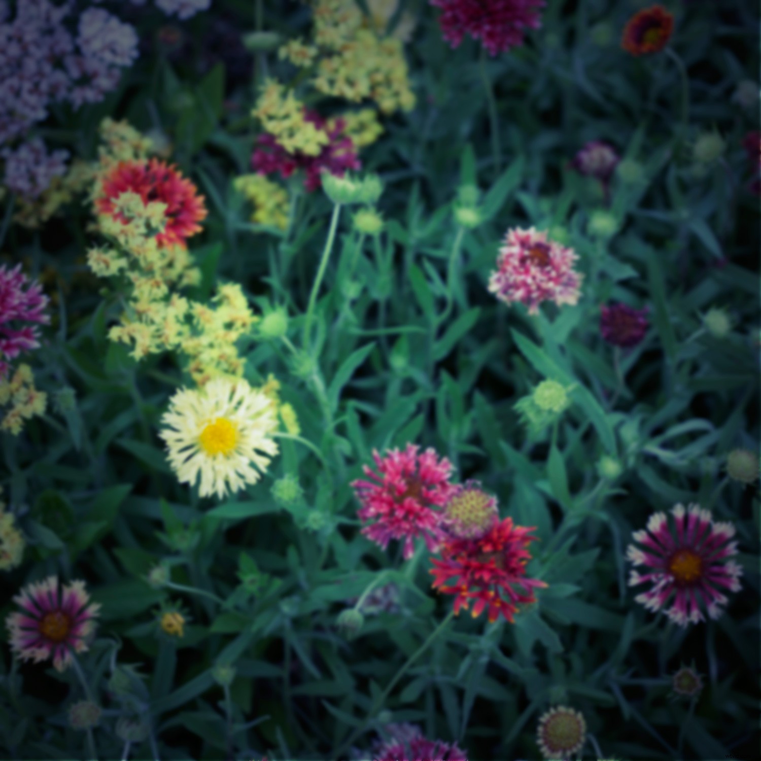 Create Authentic Toy Camera Effects in Photoshop: Step-by-Step Guide