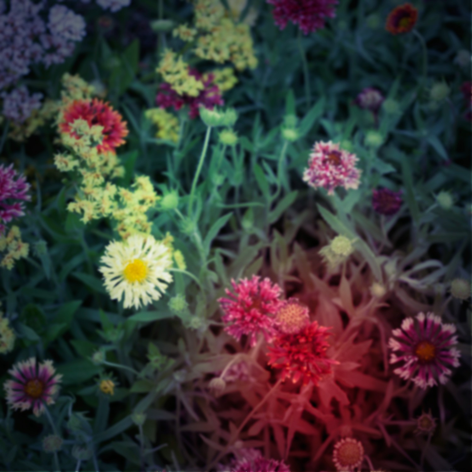 Create Authentic Toy Camera Effects in Photoshop: Step-by-Step Guide