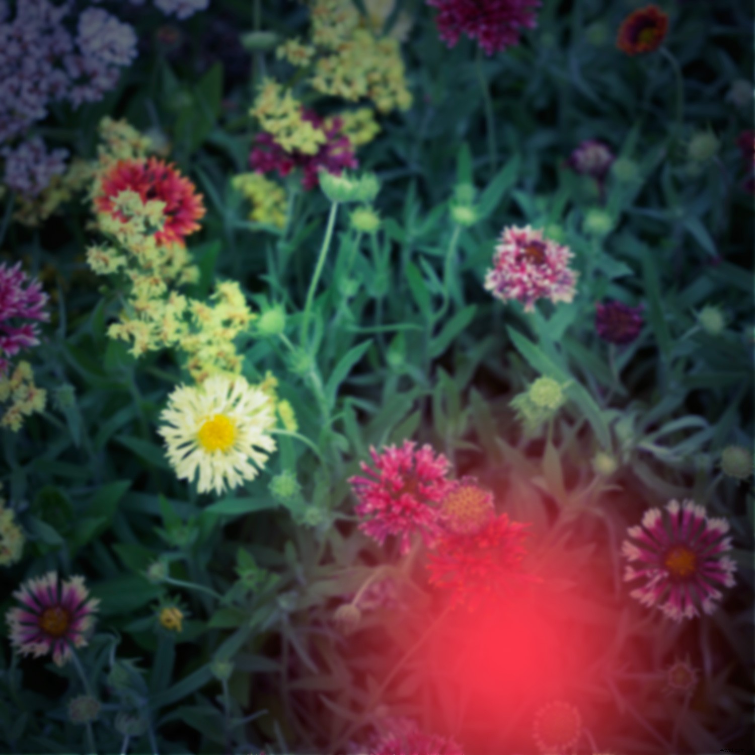 Create Authentic Toy Camera Effects in Photoshop: Step-by-Step Guide