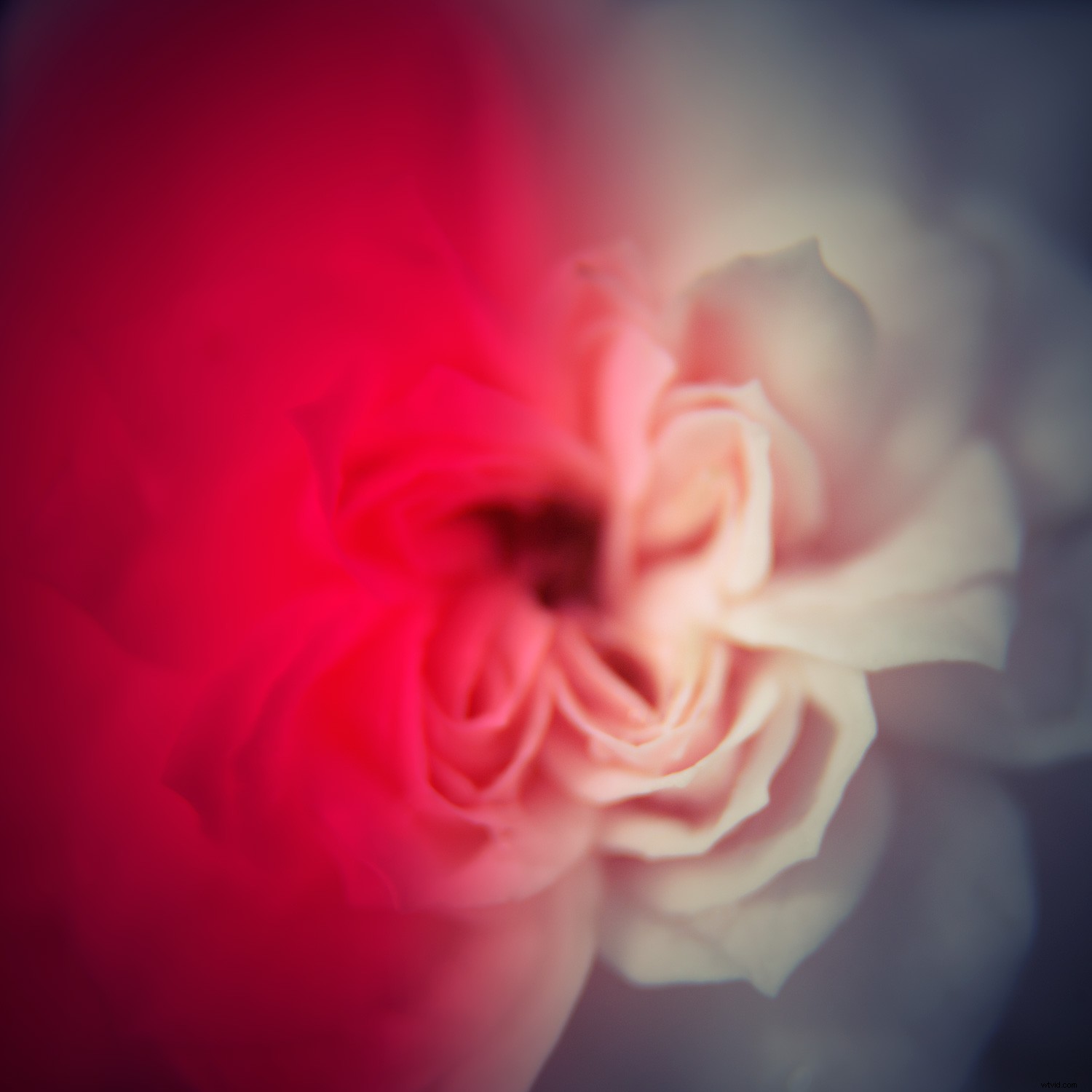 Create Authentic Toy Camera Effects in Photoshop: Step-by-Step Guide