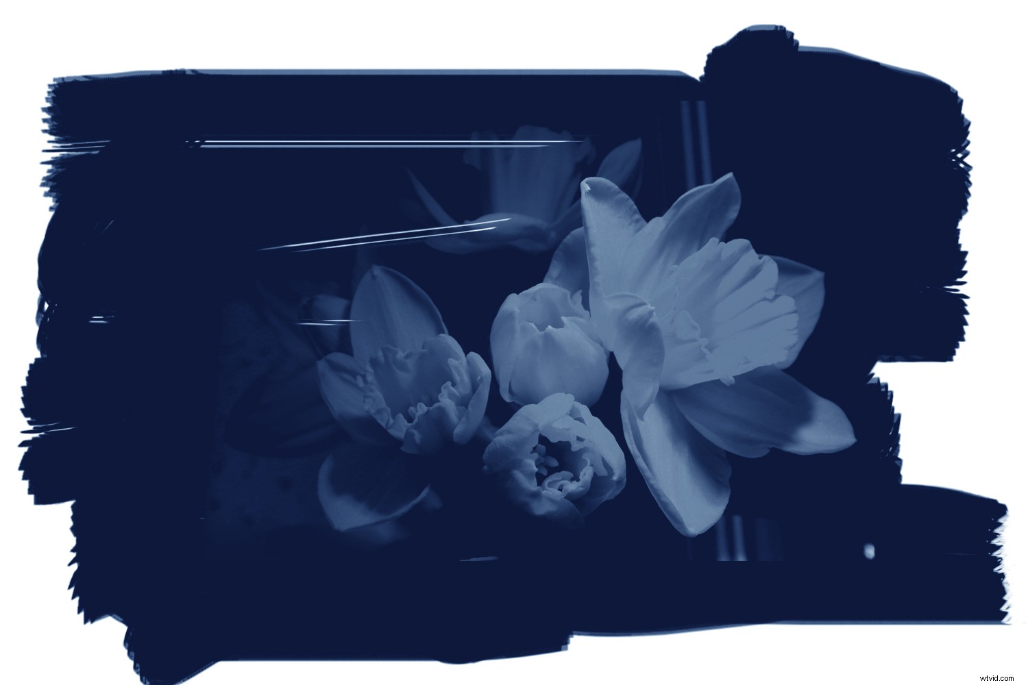 Create Stunning Digital Cyanotypes in Photoshop: Easy Step-by-Step Guide