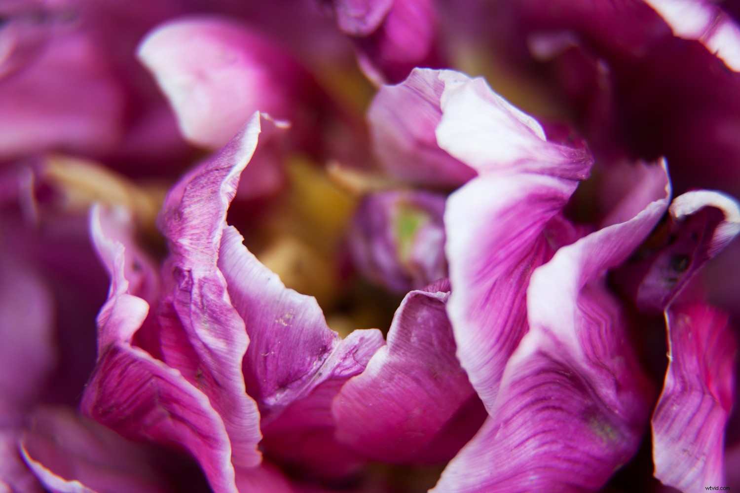 Create Stunning Duotone Effects in Photoshop: Step-by-Step Photo Tutorial