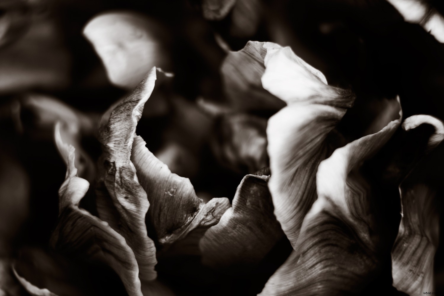 Create Stunning Duotone Effects in Photoshop: Step-by-Step Photo Tutorial