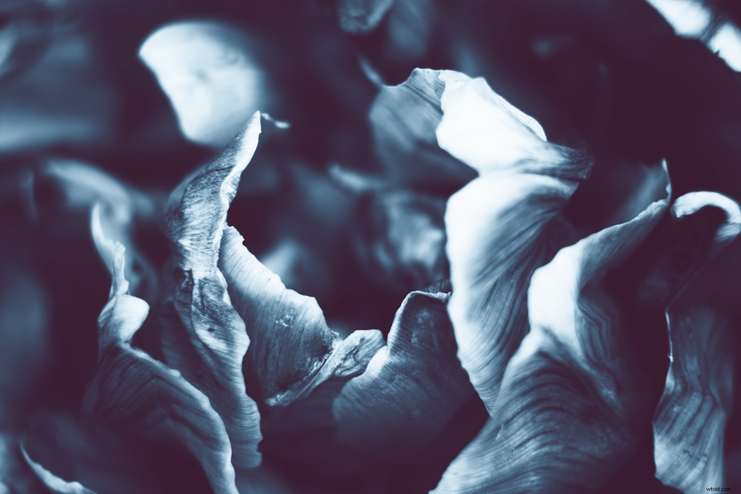 Create Stunning Duotone Effects in Photoshop: Step-by-Step Photo Tutorial