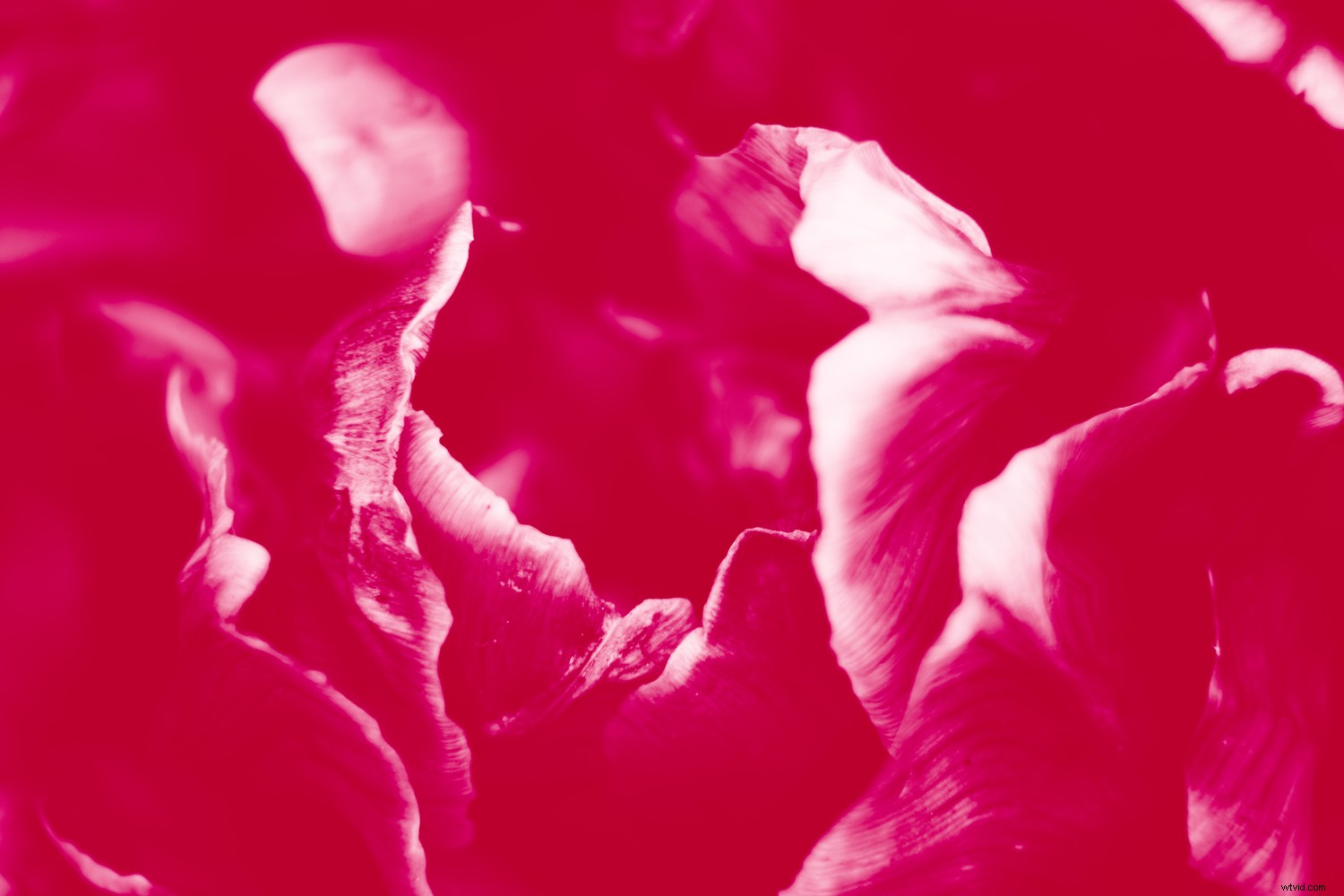 Create Stunning Duotone Effects in Photoshop: Step-by-Step Photo Tutorial