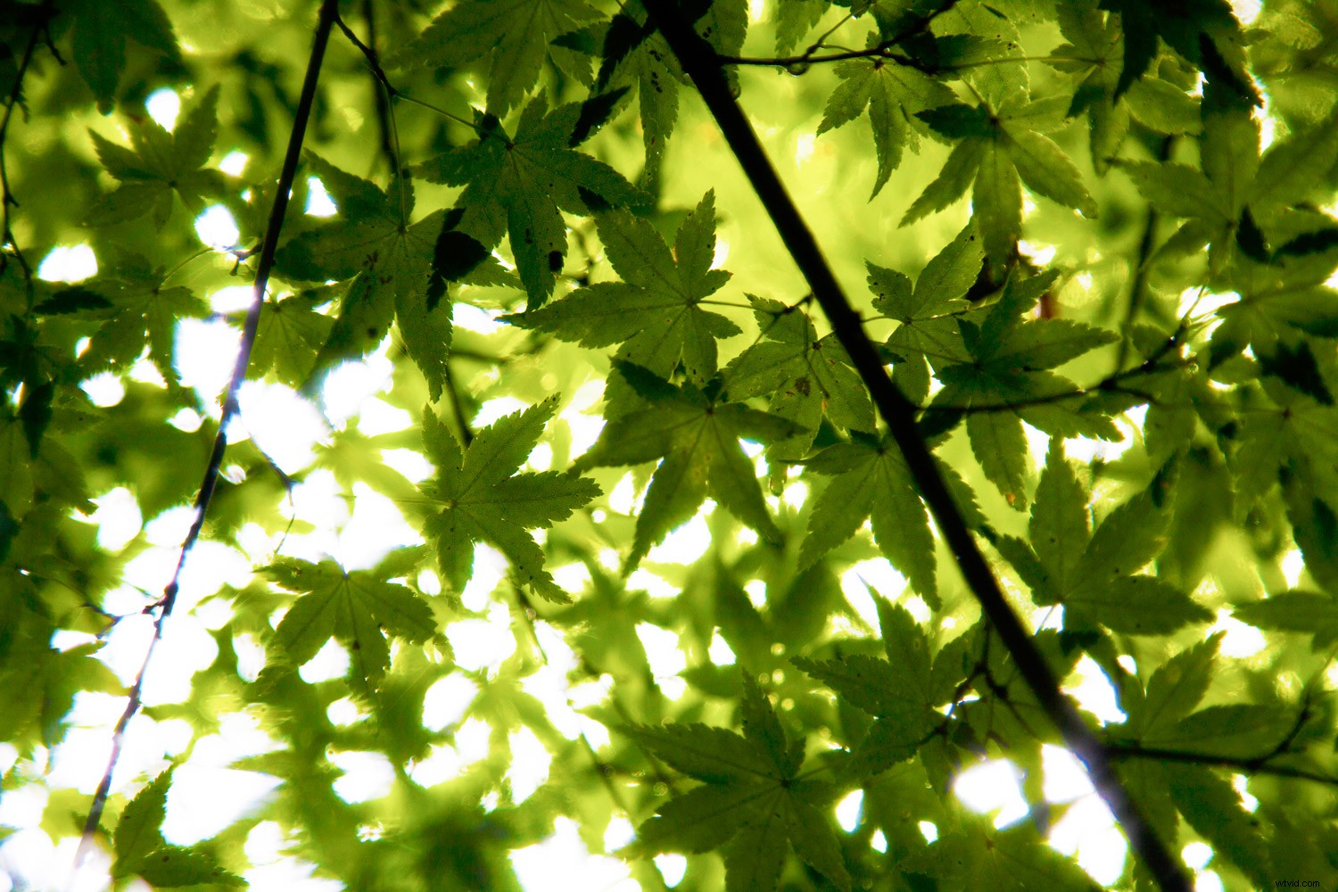 Recreate 3 Stunning Instagram Filters in Photoshop: Step-by-Step Guide