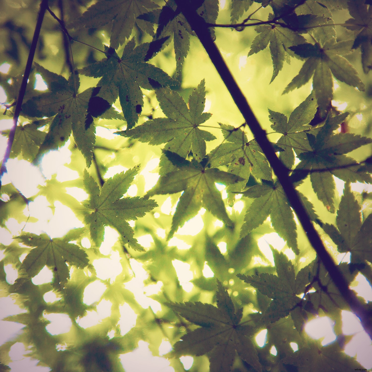 Recreate 3 Stunning Instagram Filters in Photoshop: Step-by-Step Guide