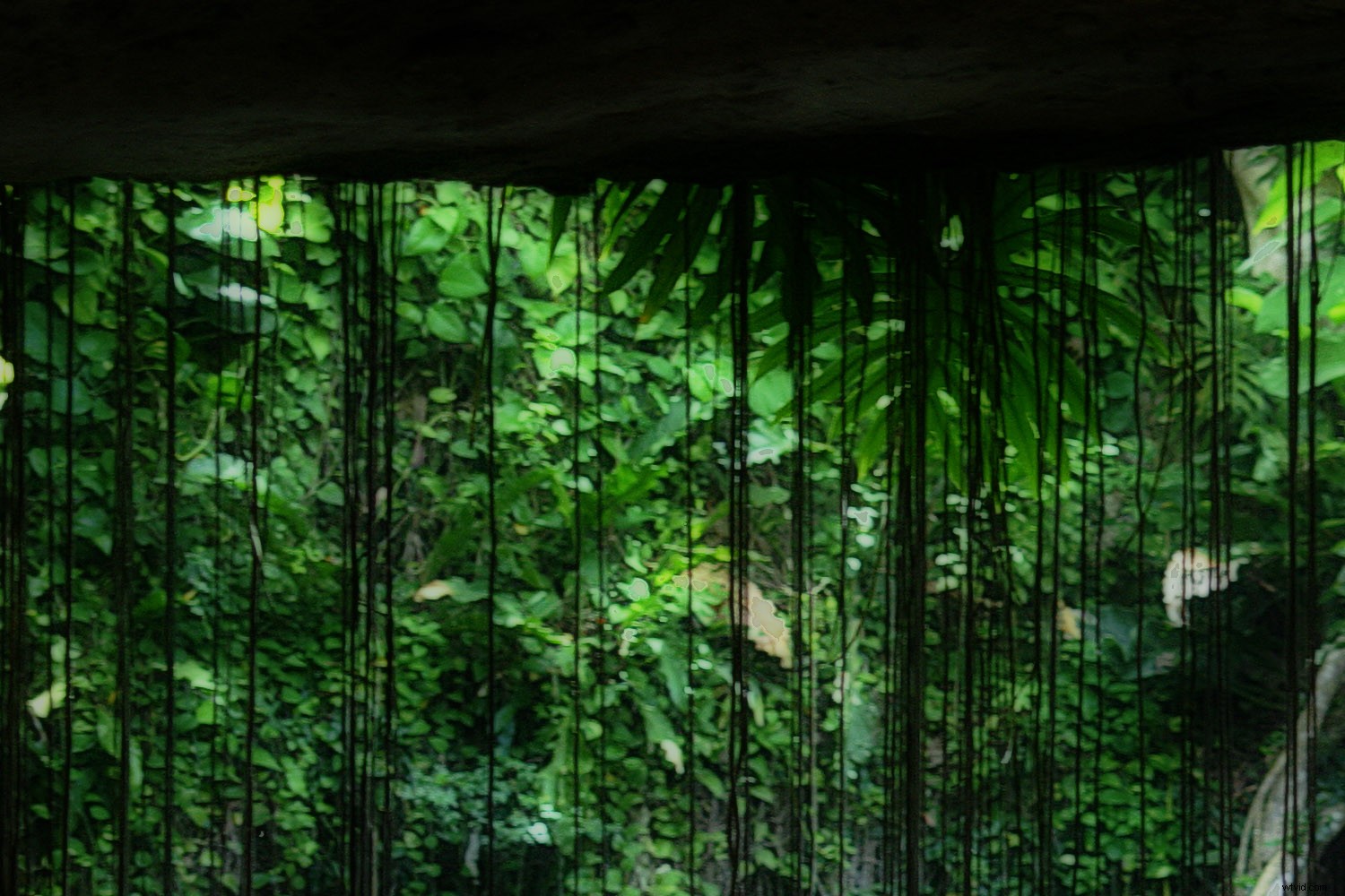 Revive Blurry Photos: Master the Orton Effect in Photoshop