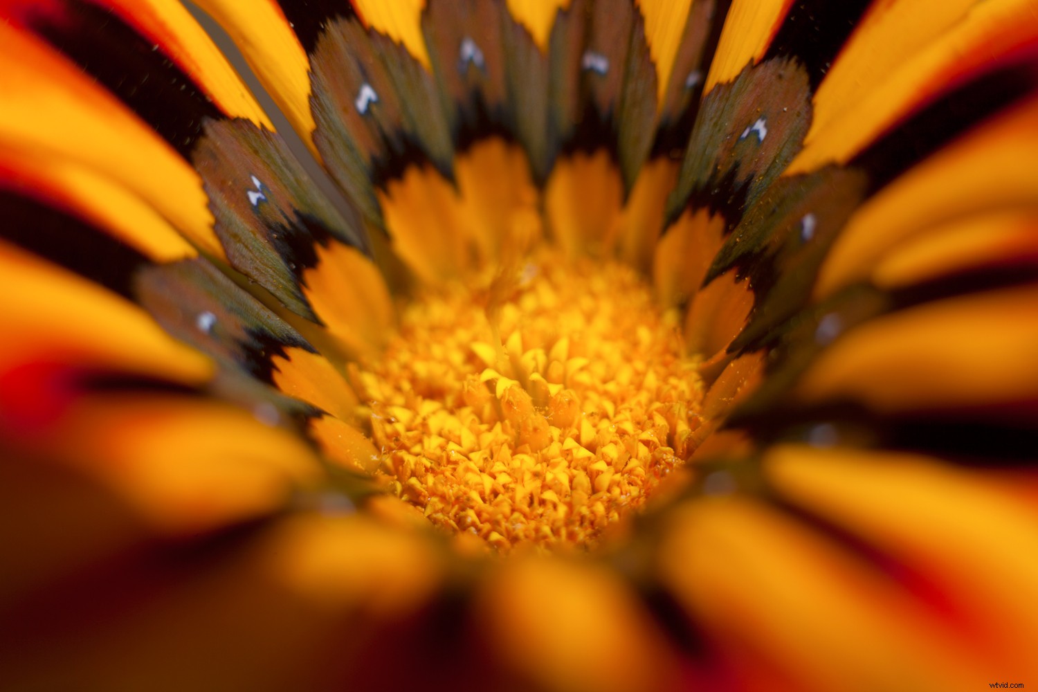 Create Stunning Mandalas in Photoshop Using Stack Modes: Step-by-Step Tutorial