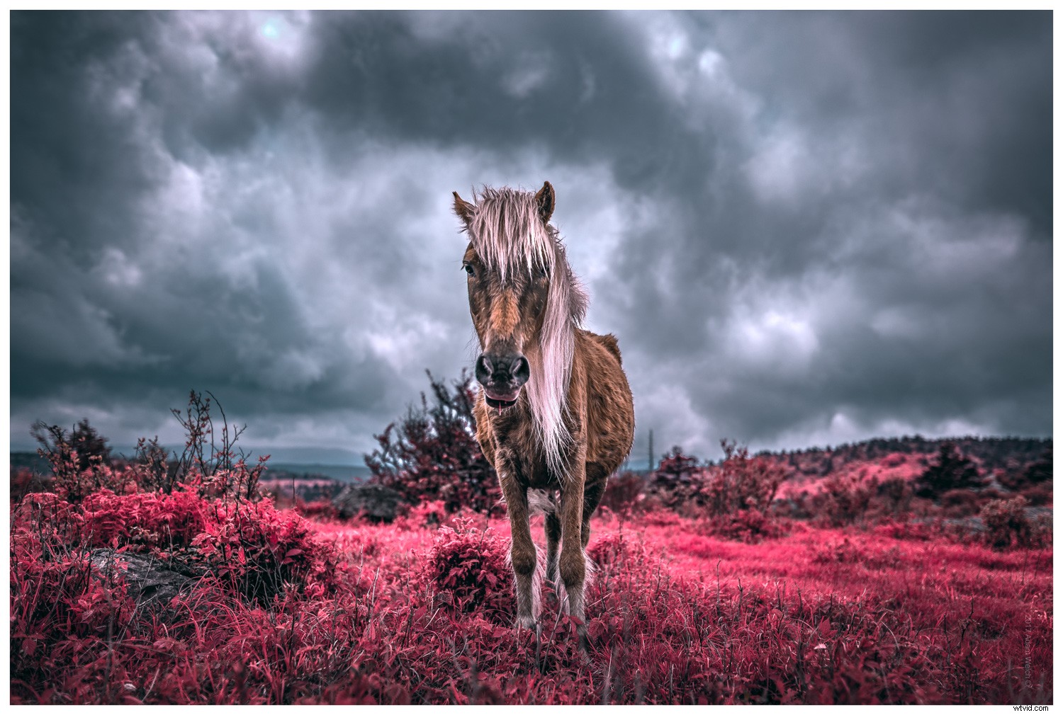 Master False-Color Infrared Photography Simulation in Photoshop: Expert Tutorial