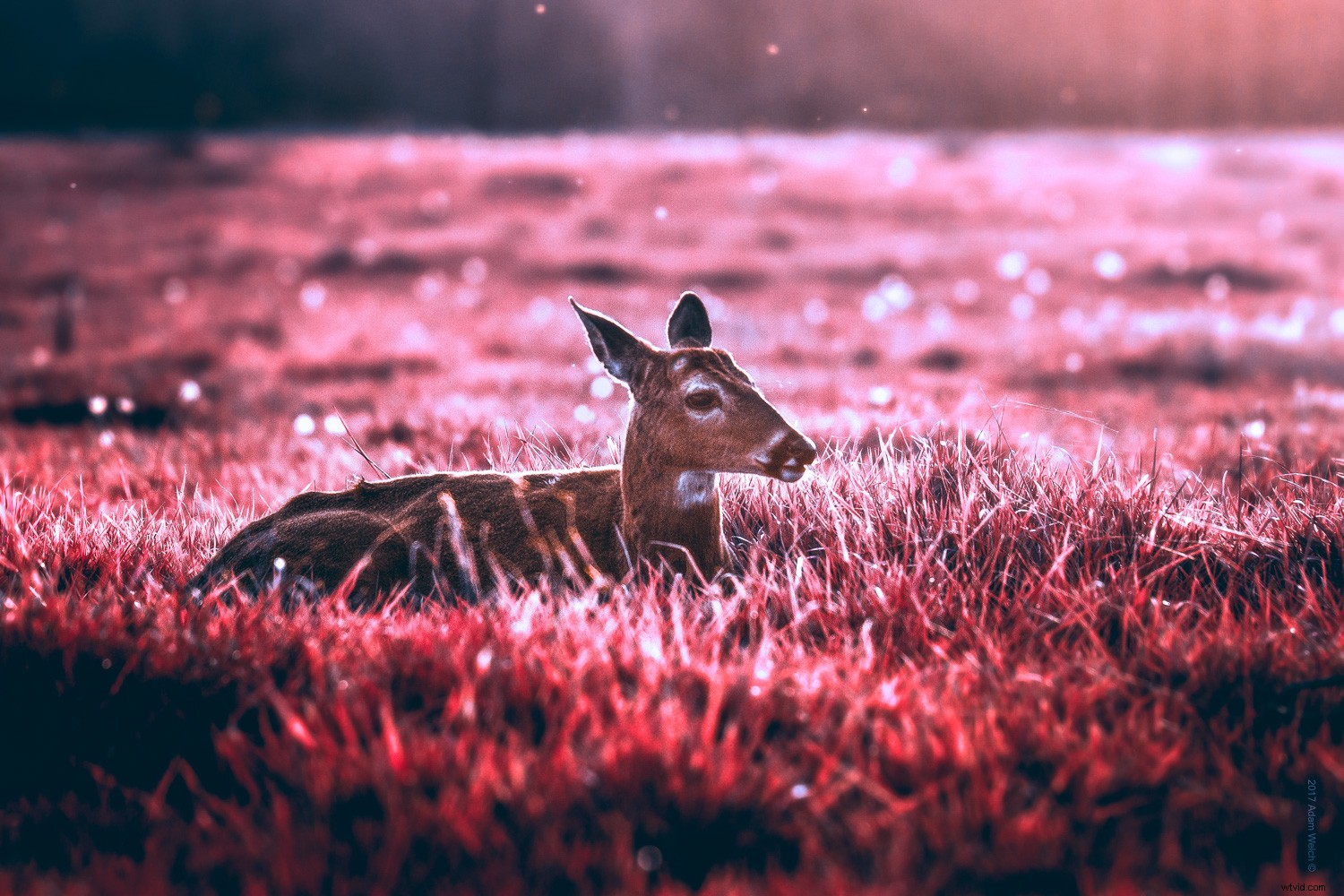 Master False-Color Infrared Photography Simulation in Photoshop: Expert Tutorial