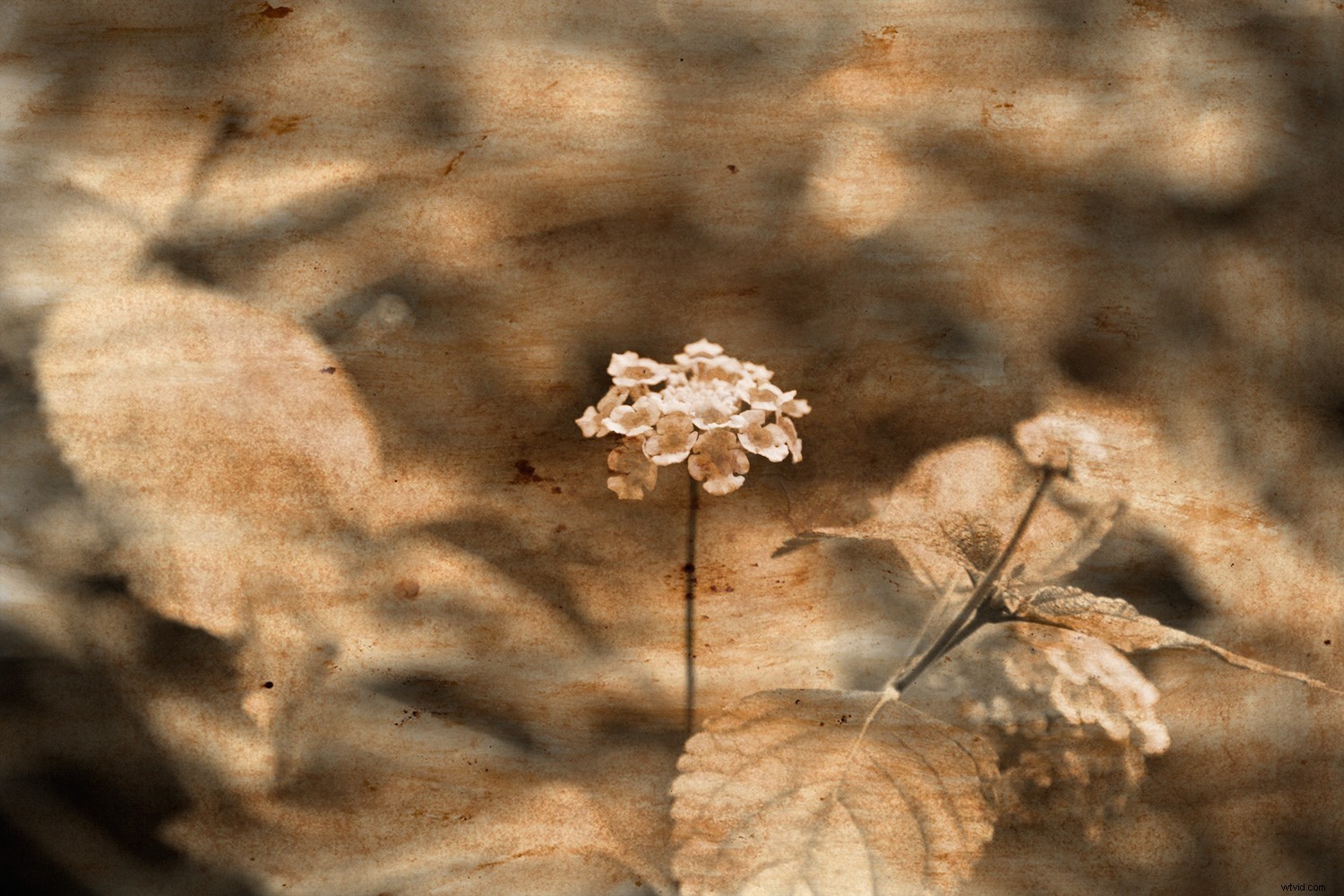 Photoshop Tutorial: Create Realistic Coffee-Stained Textures for Vintage Image Aging