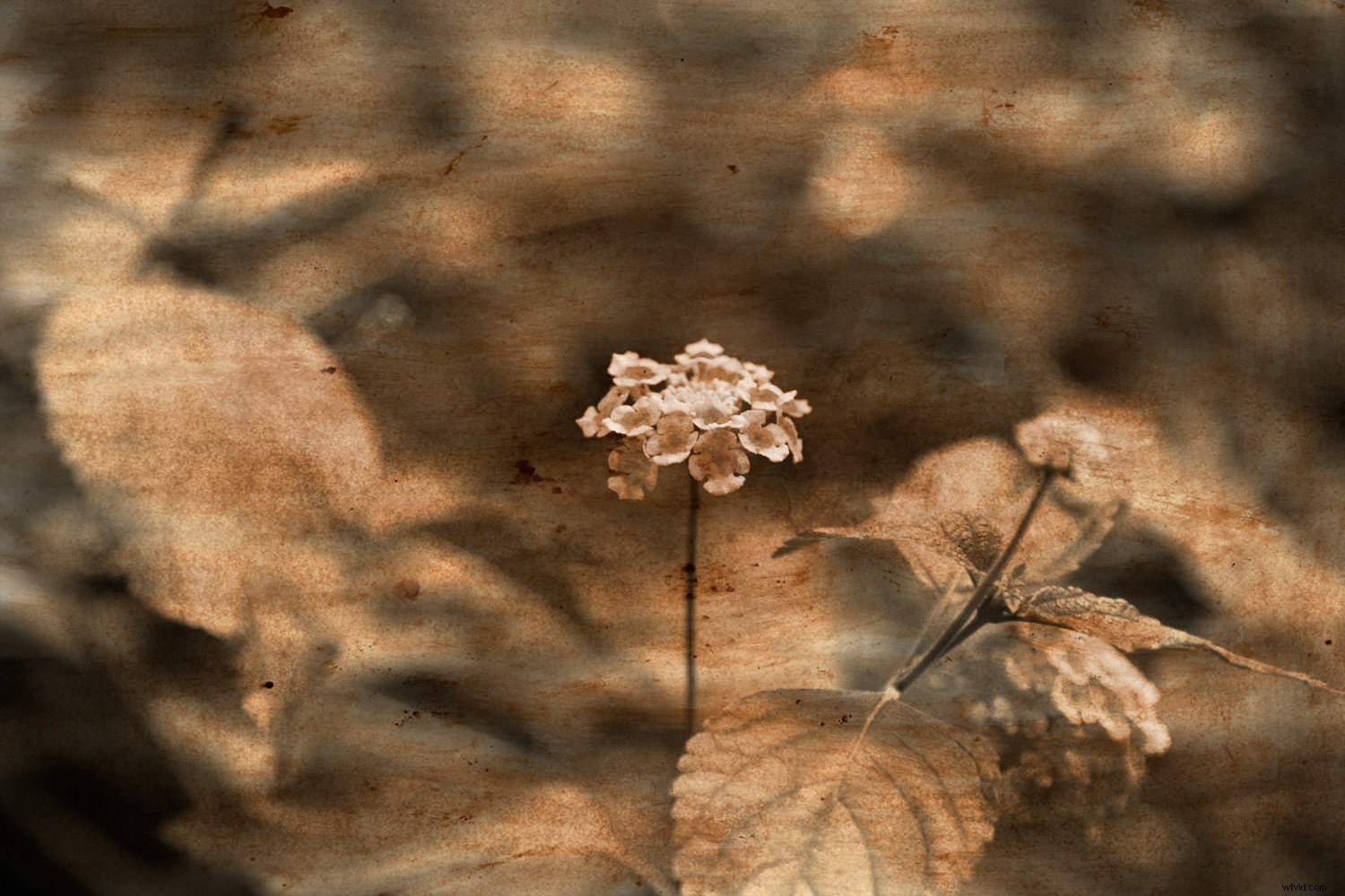 Photoshop Tutorial: Create Realistic Coffee-Stained Textures for Vintage Image Aging