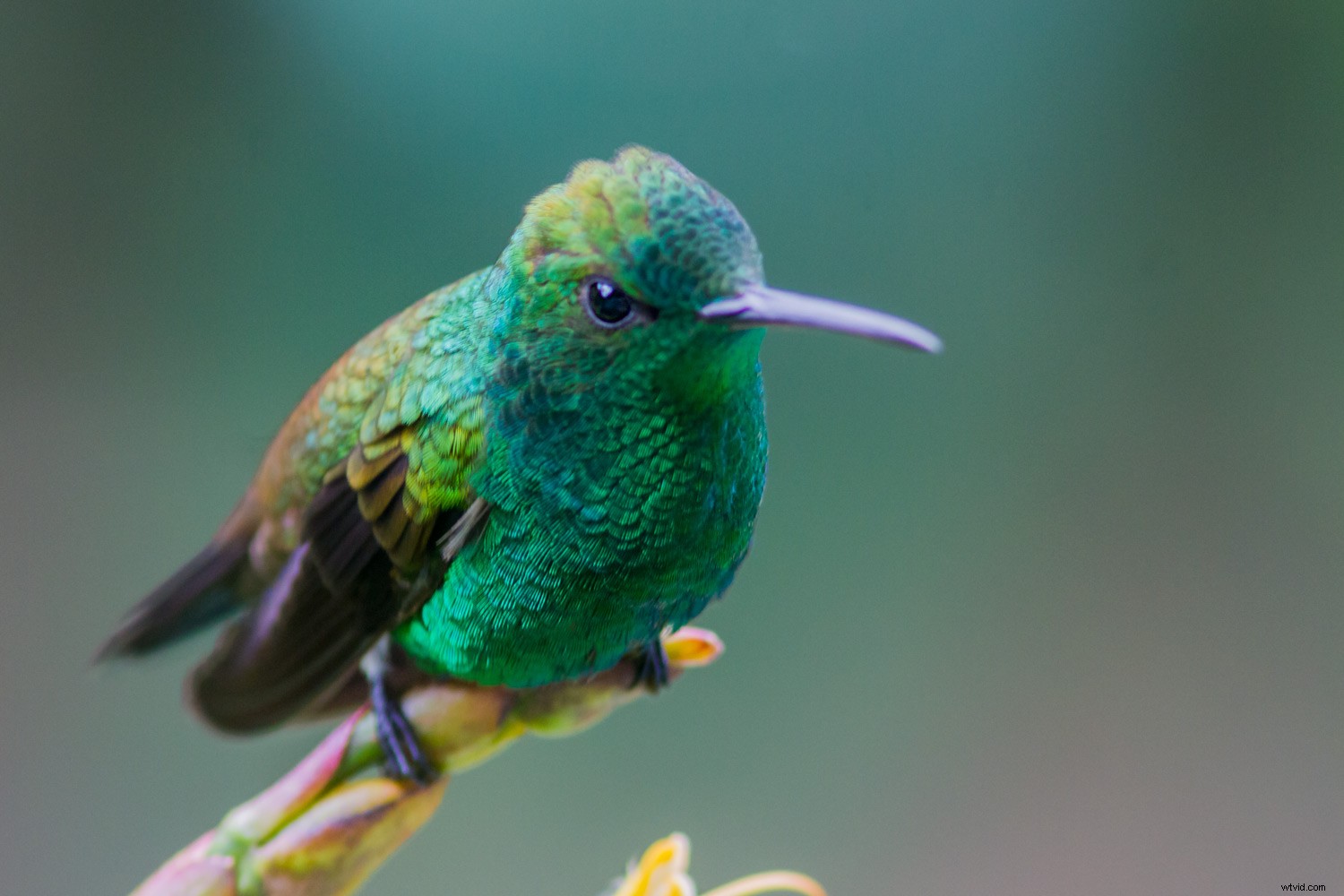 Master Photoshop Sharpening for Beginners: Unsharp Mask, High Pass & Smart Sharpen Guide