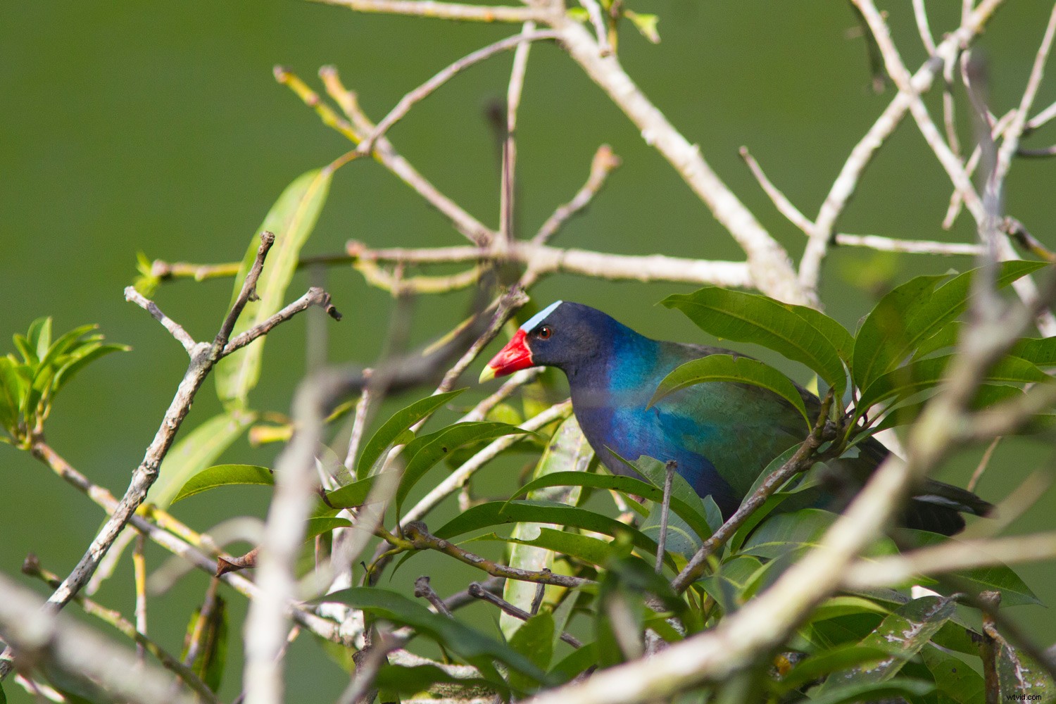 Master Photoshop Sharpening for Beginners: Unsharp Mask, High Pass & Smart Sharpen Guide