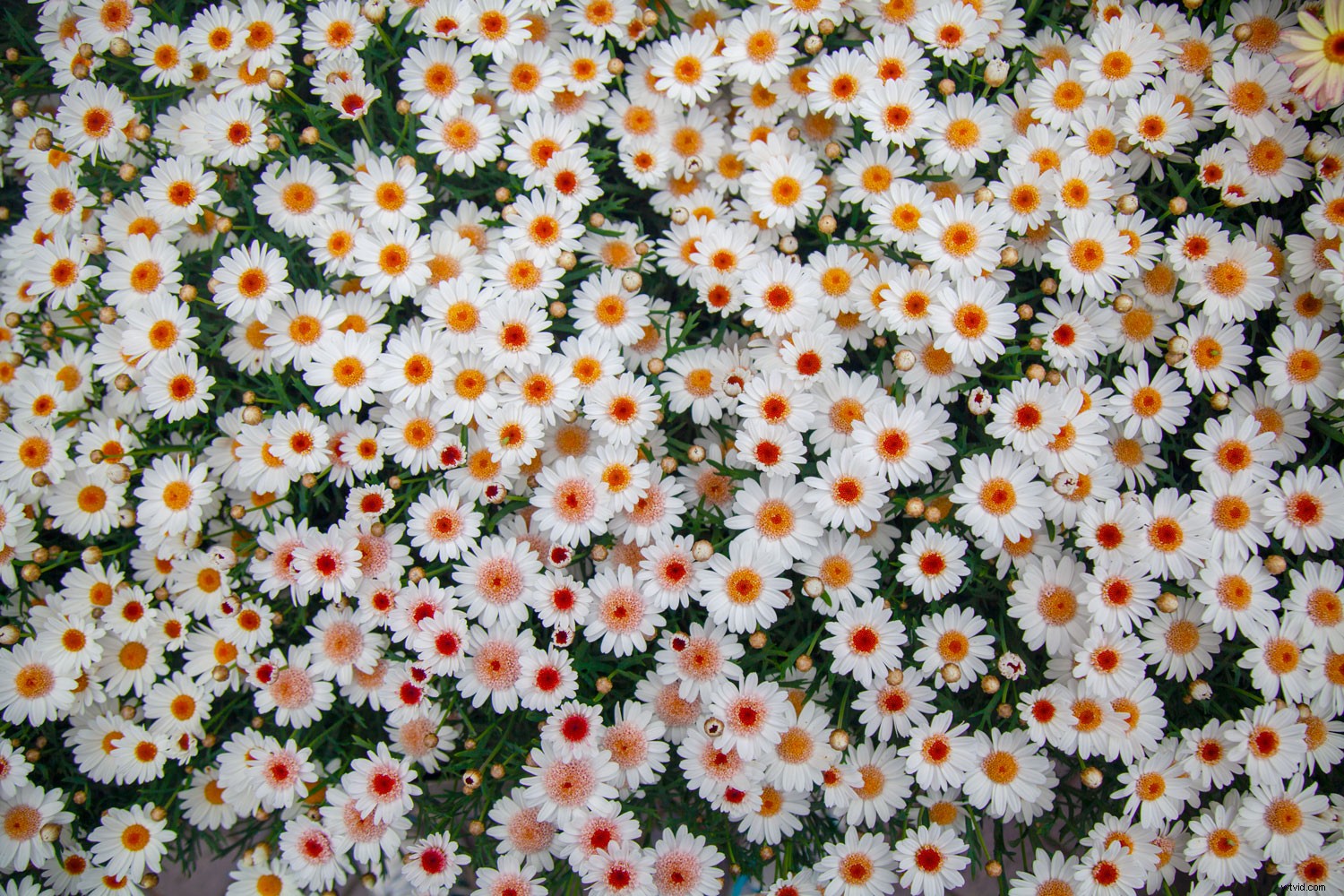 Create Stunning Glitch Effects in Photoshop: Easy Step-by-Step Guide