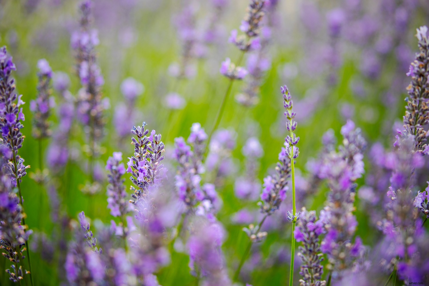 How to Create a Professional Vignette Effect in Photoshop: Step-by-Step Guide