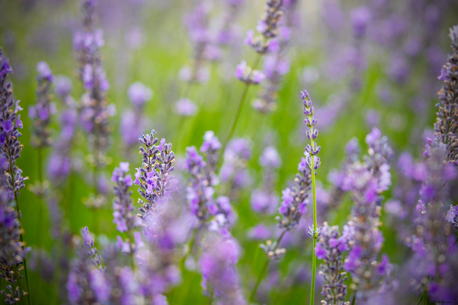 How to Create a Professional Vignette Effect in Photoshop: Step-by-Step Guide