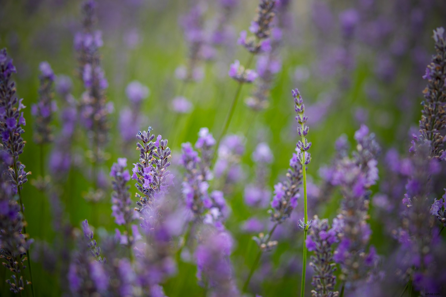 How to Create a Professional Vignette Effect in Photoshop: Step-by-Step Guide