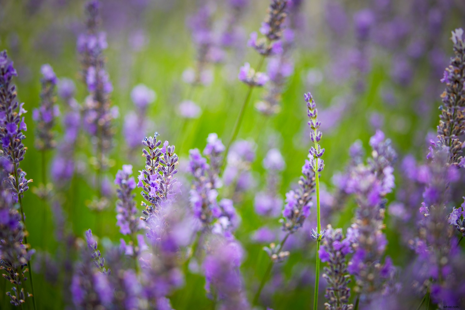 How to Create a Professional Vignette Effect in Photoshop: Step-by-Step Guide