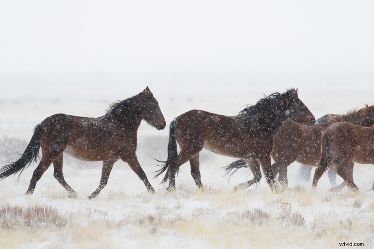 Elevate Winter Photos: Make Them Pop with Luminar Pro Tips