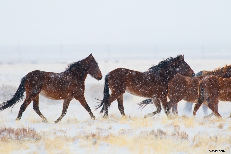 Elevate Winter Photos: Make Them Pop with Luminar Pro Tips