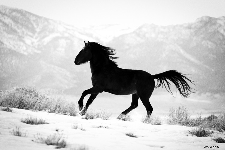 Elevate Winter Photos: Make Them Pop with Luminar Pro Tips