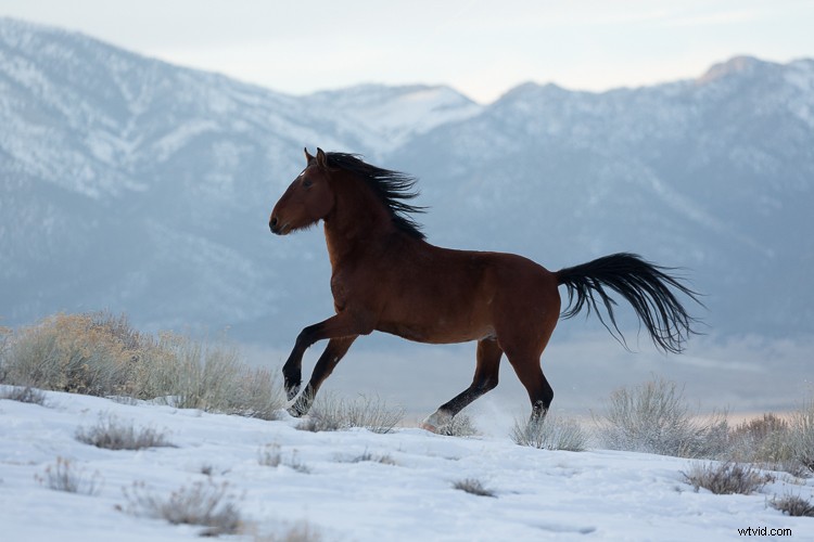 Elevate Winter Photos: Make Them Pop with Luminar Pro Tips