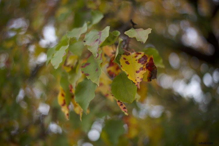 Ultimate Guide: Master and Share One-Click Presets in Luminar