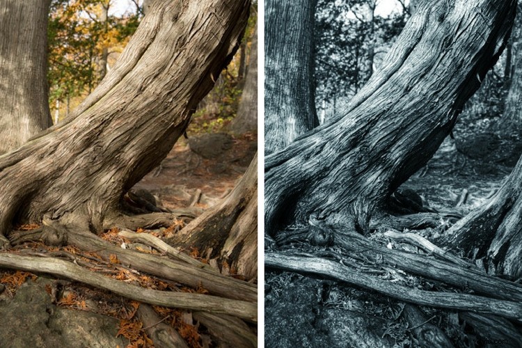 Luminar: The Ultimate Powerhouse for Stunning Fine Art Black & White Conversions