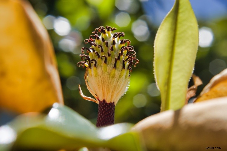 Accelerate Your Photo Editing Workflow: Luminar Accent AI Filter & Batch Processing