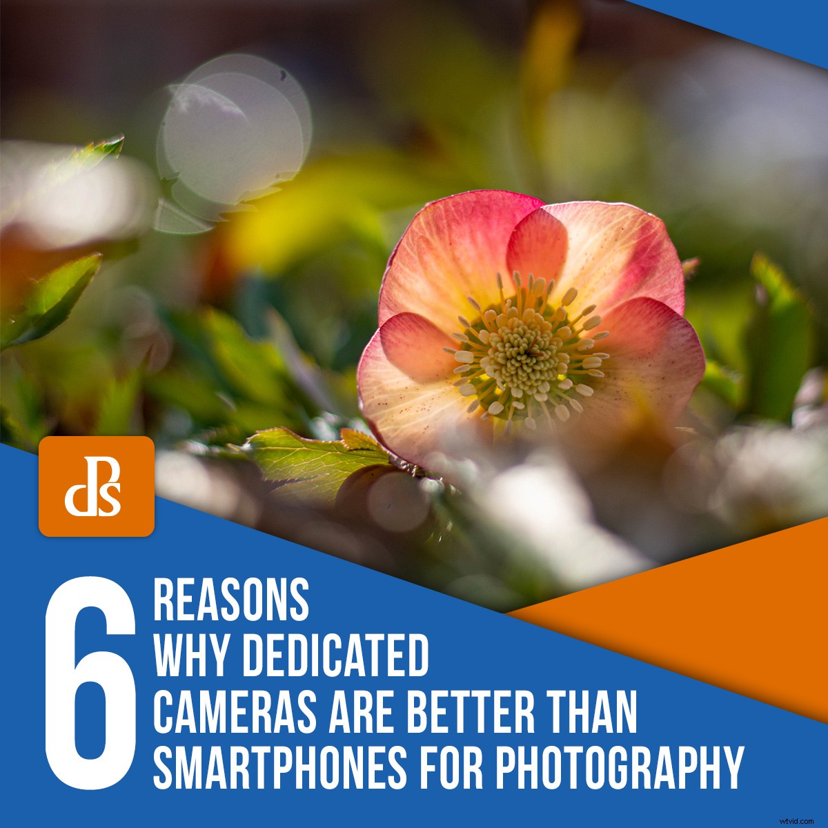 6 Compelling Reasons Dedicated Cameras Outperform Smartphones in Photography