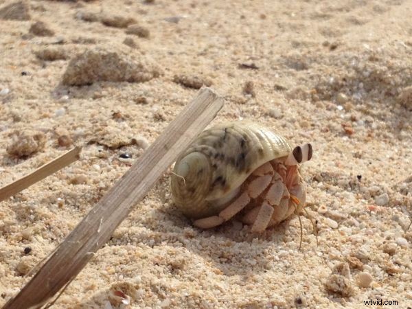 iPhone 4S Camera Strengths: Ideal Subjects for Impressive Shots