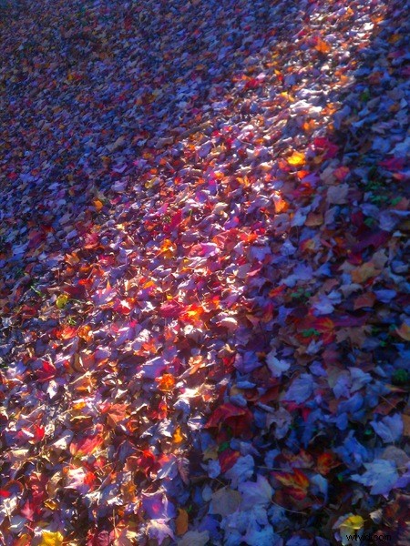 Unlock Photography Lessons from Your Smartphone Camera