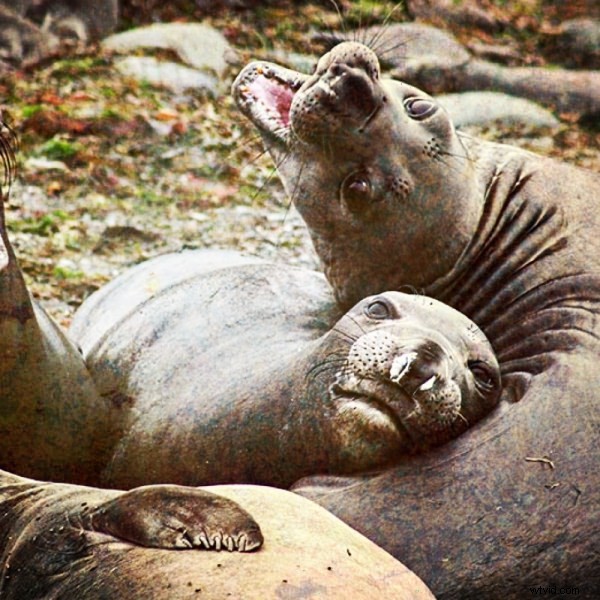 100 Cameras in 1: Ultimate iPhone App Review for Creative Photography