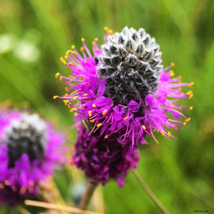 Capture Stunning Macro Photos with Your Smartphone: Pro Tips & Tricks