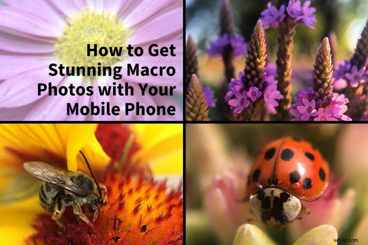 Capture Stunning Macro Photos with Your Smartphone: Pro Tips & Tricks