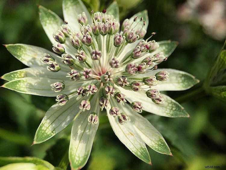 Capture Stunning Macro Photos with Your Smartphone: Pro Tips & Tricks