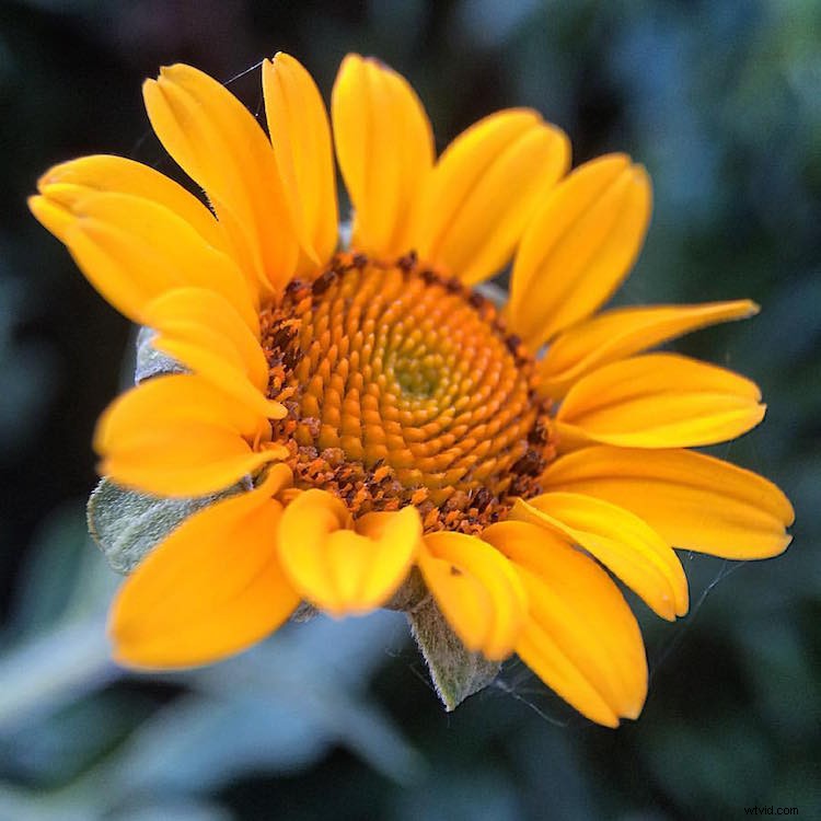 Capture Stunning Macro Photos with Your Smartphone: Pro Tips & Tricks