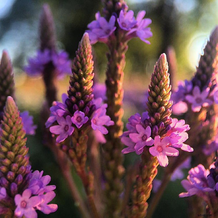 Capture Stunning Macro Photos with Your Smartphone: Pro Tips & Tricks