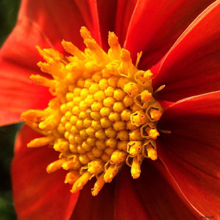 Capture Stunning Macro Photos with Your Smartphone: Pro Tips & Tricks