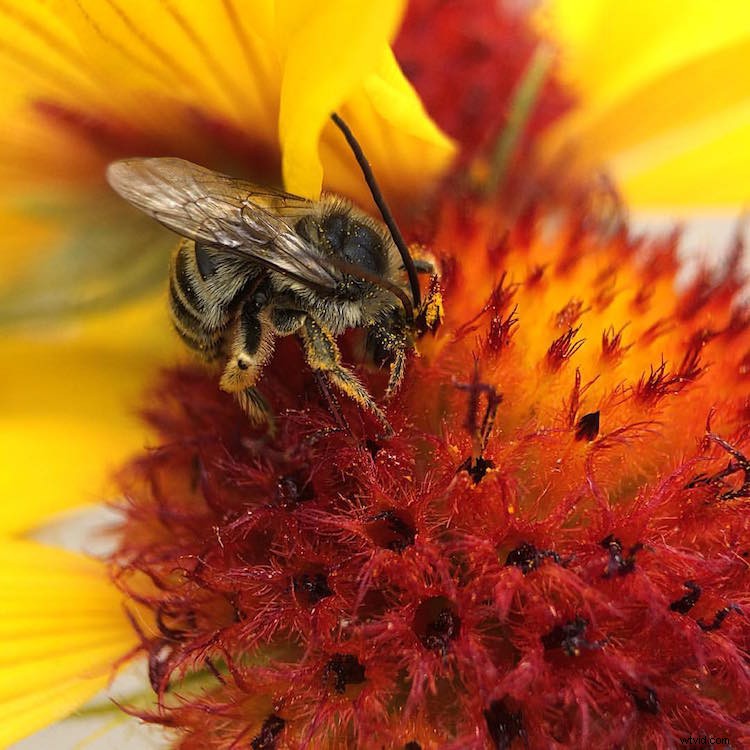 Capture Stunning Macro Photos with Your Smartphone: Pro Tips & Tricks