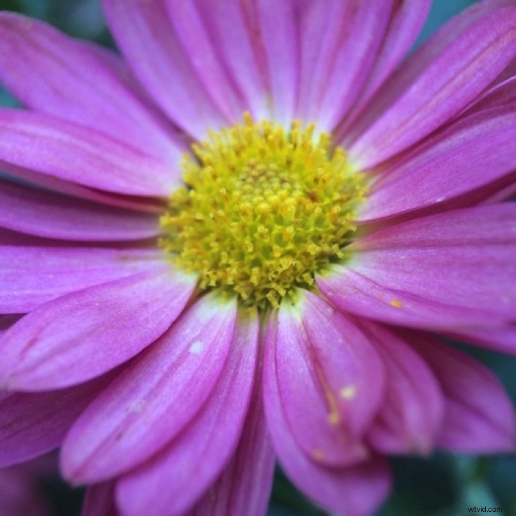 Capture Stunning Macro Photos with Your Smartphone: Pro Tips & Tricks