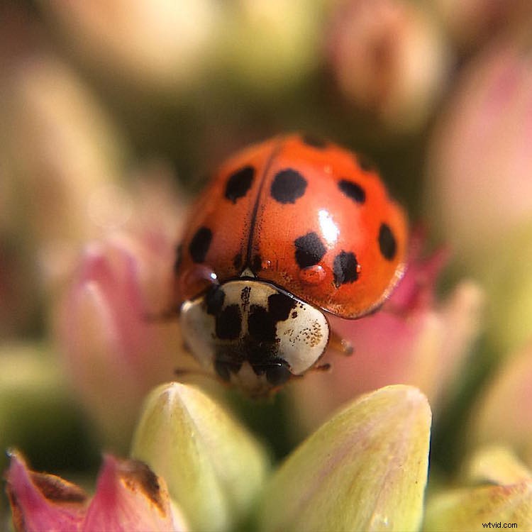 Capture Stunning Macro Photos with Your Smartphone: Pro Tips & Tricks