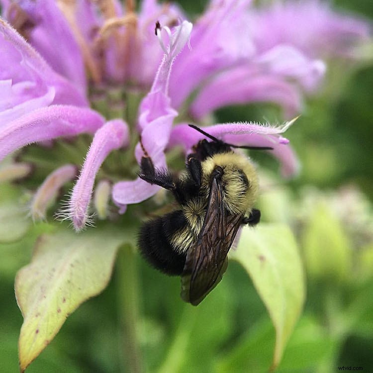 Capture Stunning Macro Photos with Your Smartphone: Pro Tips & Tricks