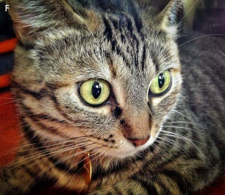 SLR vs Mirrorless vs Smartphone: Does Camera Type Really Matter?