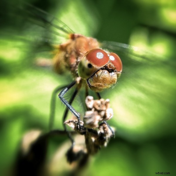 5 Proven Tips to Capture Stunning Smartphone Photos