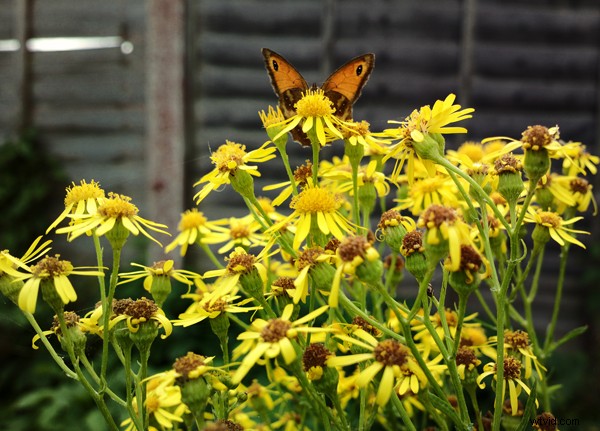 The Best Camera is the One You Have: Pro Mobile Photography Tips